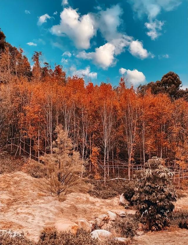 福州周边藏了个「秋日火焰山」！这5个红叶秘境，美成调色盘