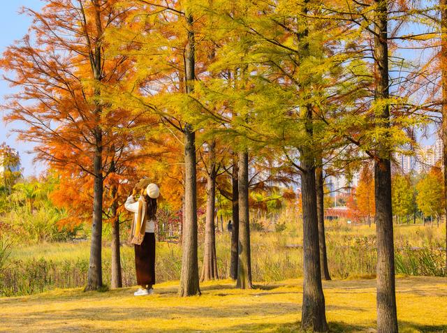 柳州龙湖公园的水衫红了!把冬天装扮得超美!你来打卡了吗?