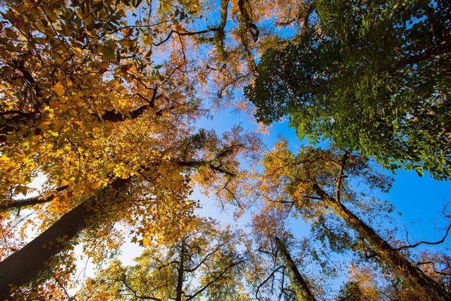 莫道秋来花开尽 五彩斑斓别样韵