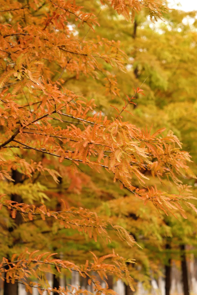临沂「红杉」「红枫」浓度拉满，出片率100%