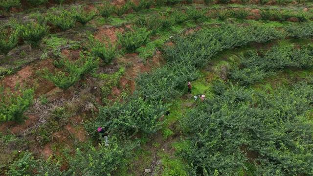 雕版故里·与“李”同乐!连城四堡第八届芙蓉李采摘节甜蜜启幕
