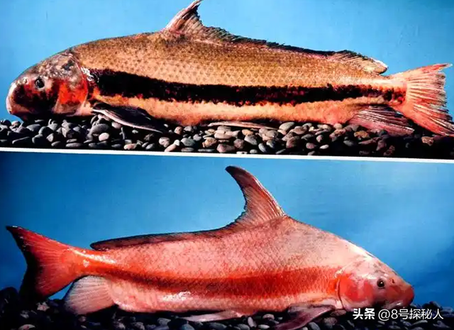 2006年长江惊现“美人鱼”，重庆渔民误捕一条，专家：出水必死