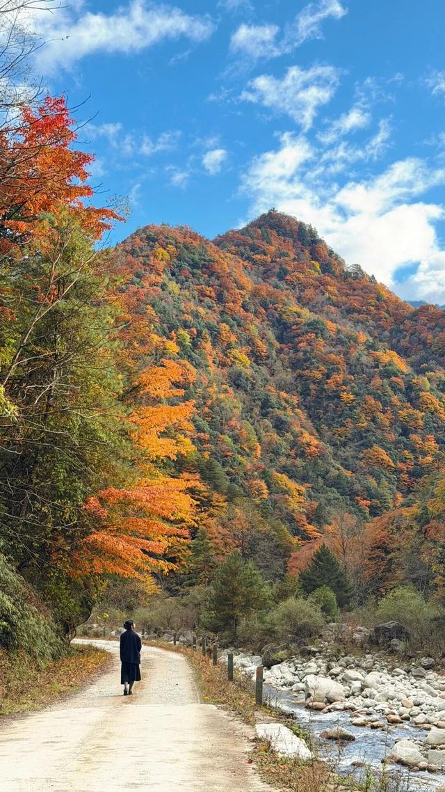 我竟然发现，唐家河红叶居然如此好看！