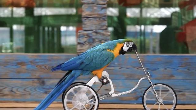 冬日奇遇开启！五洲植物乐园藏着超多惊喜！寻绿不跑空！12月营业时间新鲜出炉~