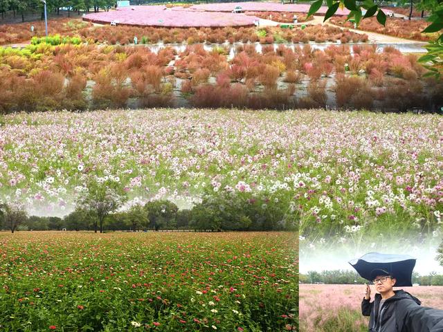 北京奥森秋日赏花观草季到来，免费人少风景独好，五彩斑斓