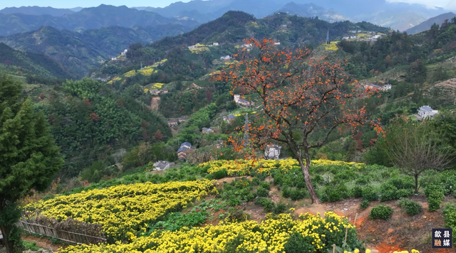 秋日限定！歙县黄山贡菊惊艳上线，邂逅山野绝美盛景 | 皖美冬日 | 第十五届安徽国际文化旅游节