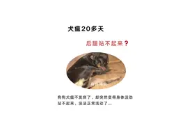 犬瘟20多天后腿站不起来...图片