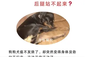 犬瘟20多天后腿站不起来...图片