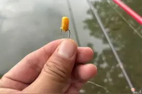 同样是玉米，钓草鱼和钓鲤鱼却有3个不同，这才是关键所在图片