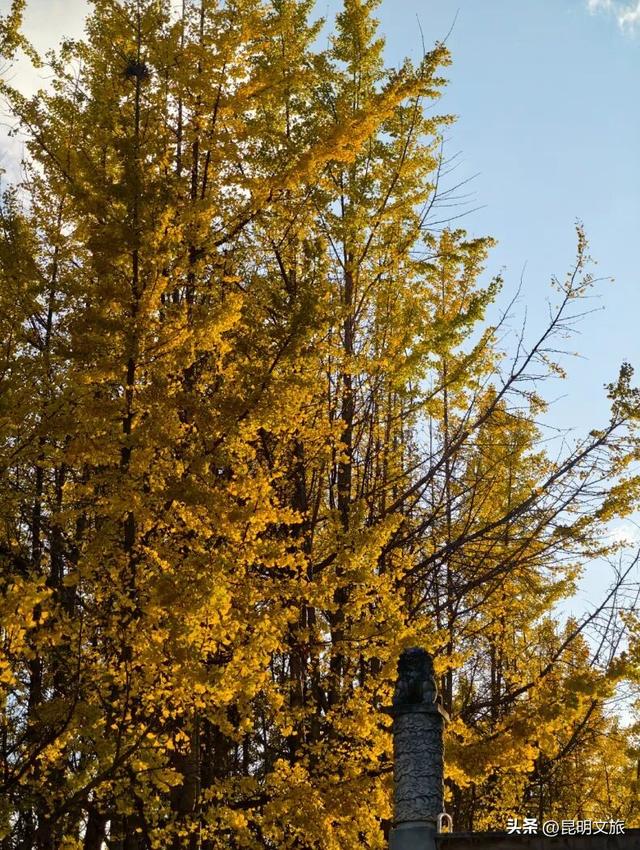 美爆！美爆！超全攻略！超出片！🤳昆明银杏黄金倒计时，抓紧时间冲~