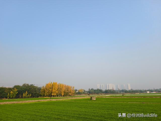 四川行(75)广汉②金雁湖公园·黑塔街·龙居寺