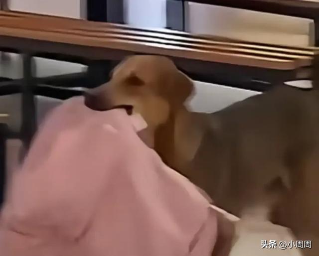 开学第一天狗进食堂帮主人送书包，本想闻主人在哪，结果全是饭香