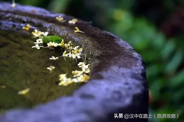 秋雨落汉中，桂香漫全城（最佳赏桂打卡点推荐）