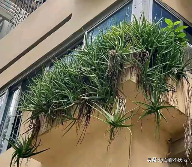山东一男子晒离家5年的芦荟，枝繁叶茂惊呆众人，网友:成精了