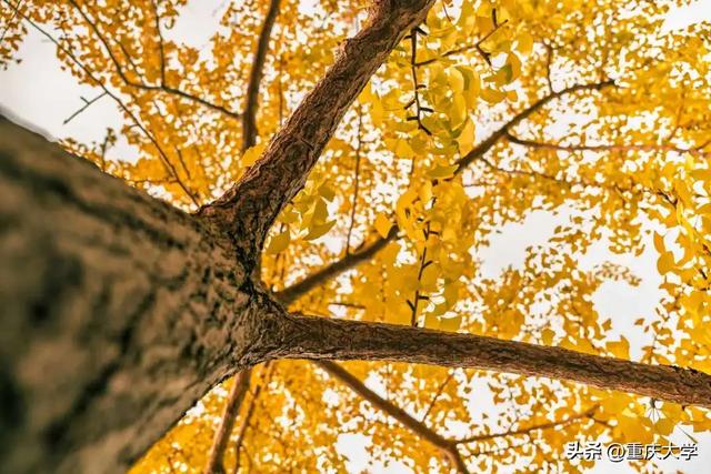 重大限定皮肤上新,超出片!🤳