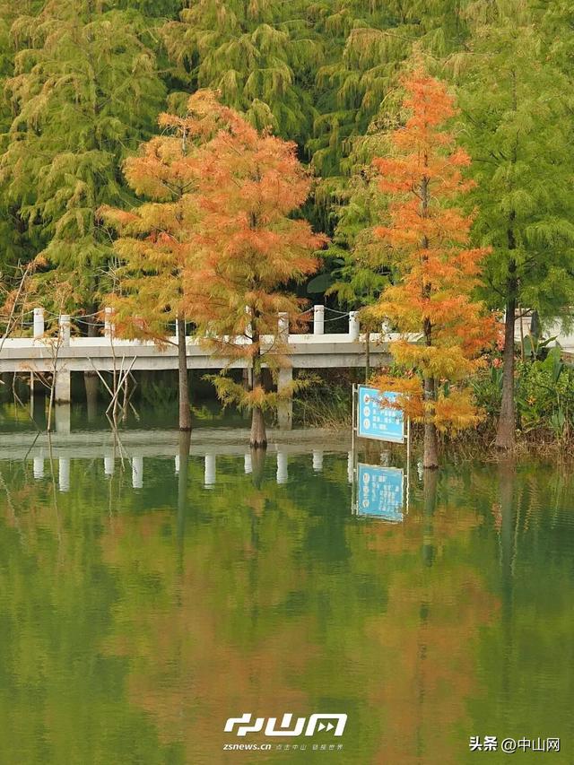 太出片啦！中山焦糖色「落羽杉」上线
