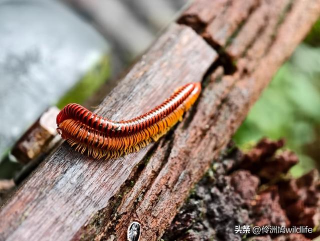 马来西亚(30)砂拉越州④姆鲁山徒步线路