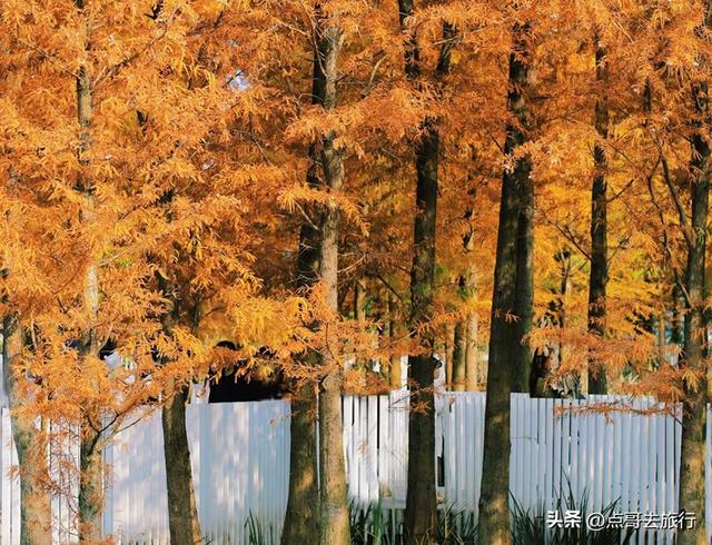 成都旅游真厉害，水杉红又被国际“种草”，这5处超级壮观！