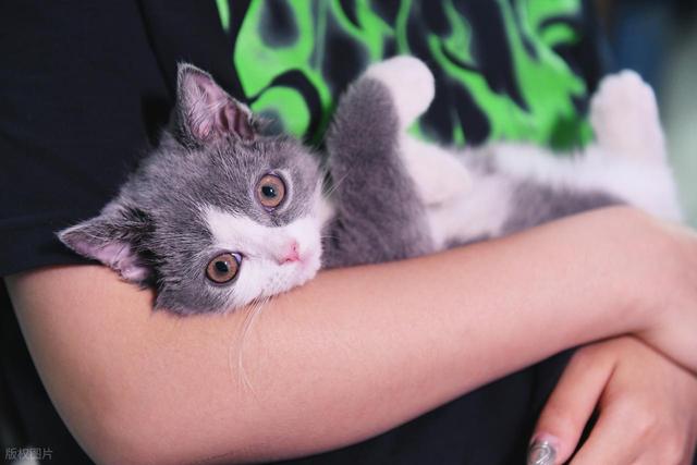 猫咪界的MBTI，快来看看你家猫咪是哪种性格，又该怎么饲养？