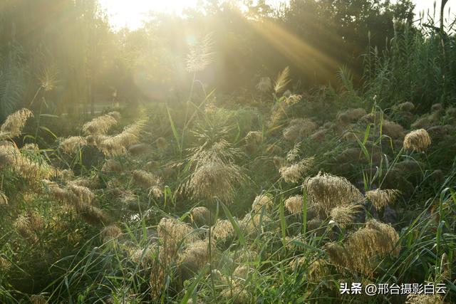 河北省第九届旅发大会主会场——邢台•襄湖森林公园（图）