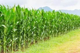 春玉米苗后除草注意事项图片