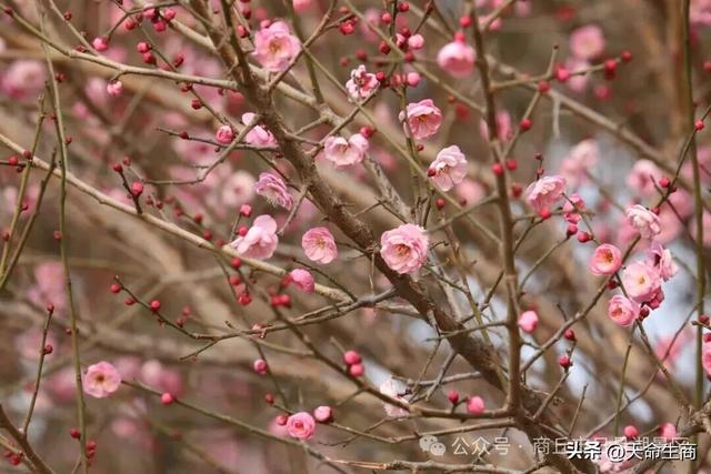 商丘日月湖梅花初绽，邀你共赴寻香之约