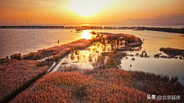 延庆的金色浪漫,就在——