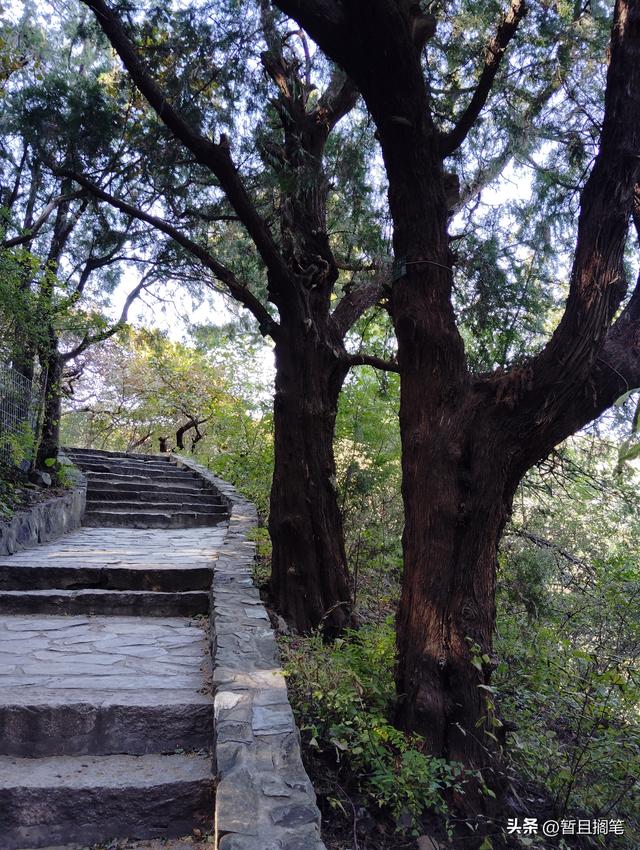 以我4次经历，带你打卡北京香山，北京的朋友请补充