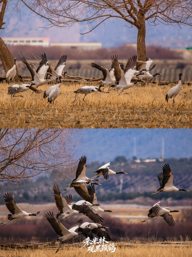 这个冬天，一定要来西藏看……