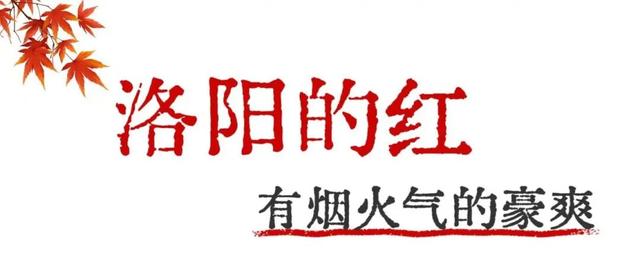 趁天晴出发！洛阳这片杉林红了！无需门票…