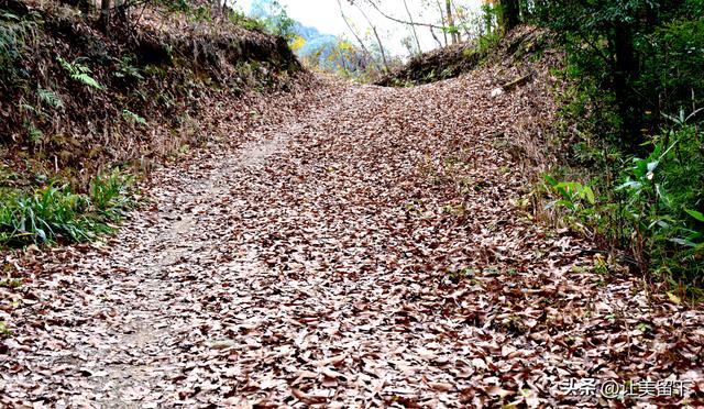 一条路，落叶无迹——贵州冬日风光