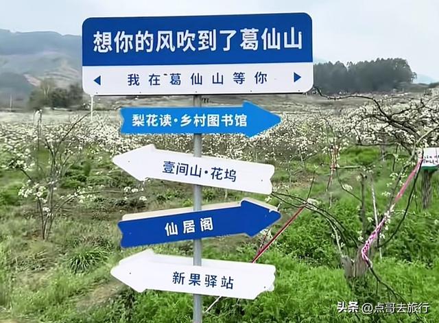 成都彭州最大规模梨花开了，面积超4000亩，超级震撼，不要门票！