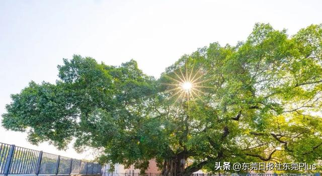 投资1221万元，虎门首个古树公园预计下月动工