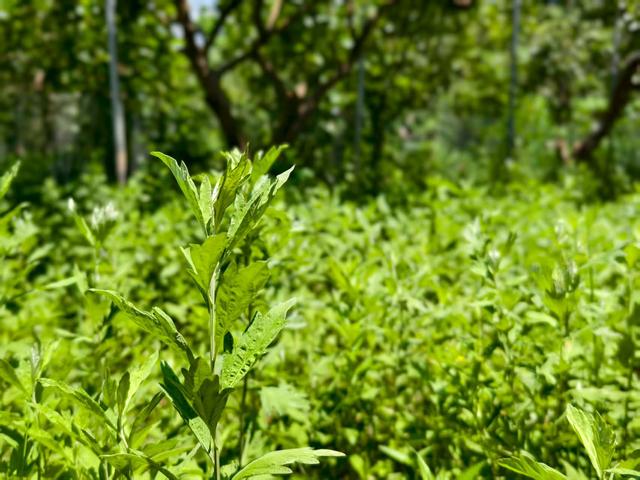 沿着最美旅游公路看乡村 | 第三站：长宁镇祥岗村