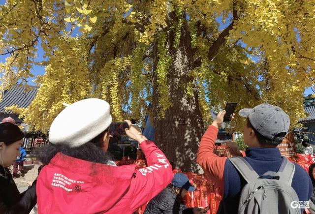满树金黄！青岛这棵千年银杏已进入最佳观赏期