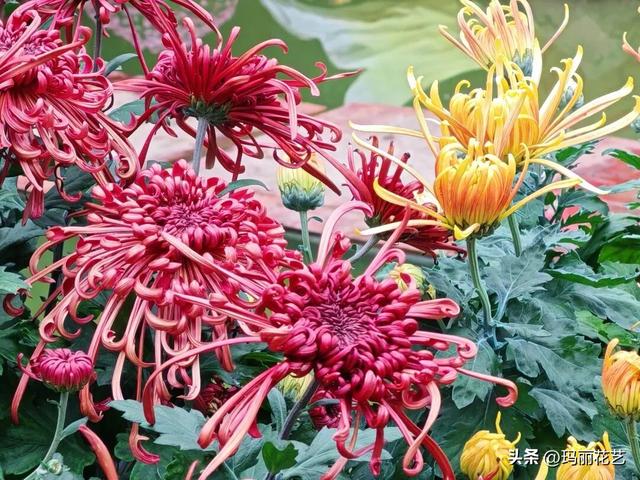 金秋赏花，醉美秋菊展，菊香满西湖