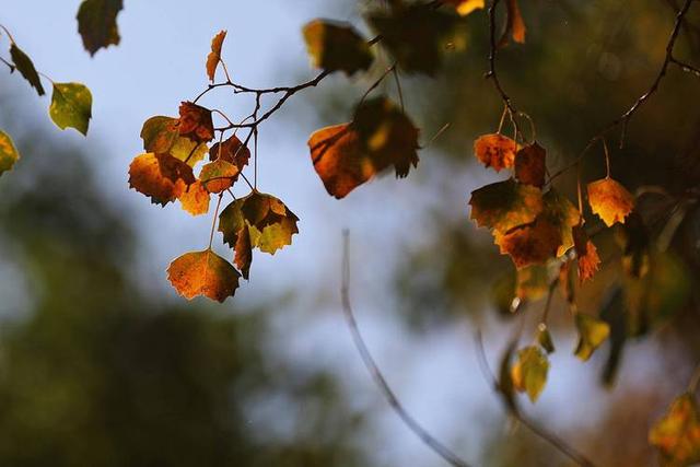 “白天立冬，暖烘烘；晚上立冬	，冻死牛”，今年立冬是几点？