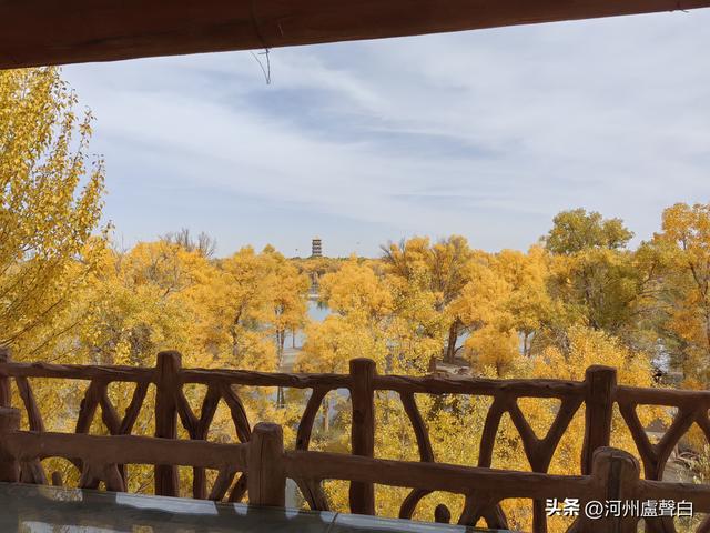 金塔胡杨林