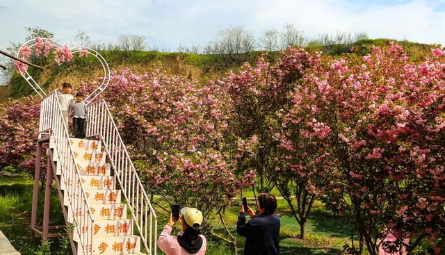 夏县：樱花盛开迎游人