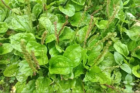 人称“结石草”，叶片似猪耳朵，在路边就有，有结石的人就找它图片