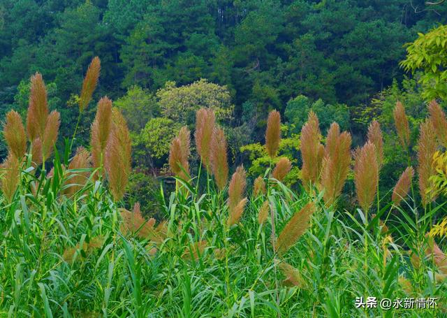 江西永新：秋日湿地 色彩斑斓