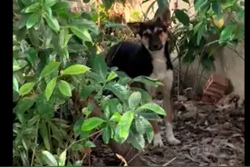 小区流浪狗被投诉，女生抢在物业抓捕前逮走，它怕到大小便失禁！图片
