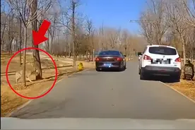 女子猛兽区带娃下车小便！狼悄悄靠近，后车紧急鸣笛…景区回应图片