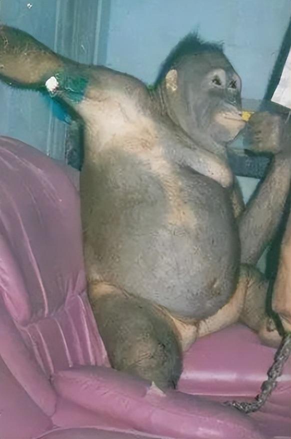 被锁暗室6年：剃毛穿丝袜当玩物，惨状撕开人类伪善面具