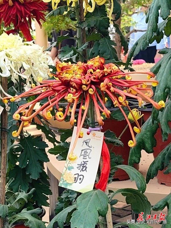 双休日武汉菊展人气爆棚，外地游客坐高铁来赏菊