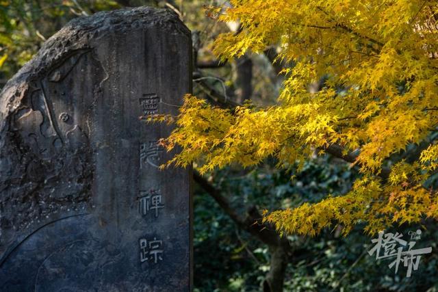 杭州最近美“枫”了，红枫和鸡爪槭还“傻傻分不清楚”？