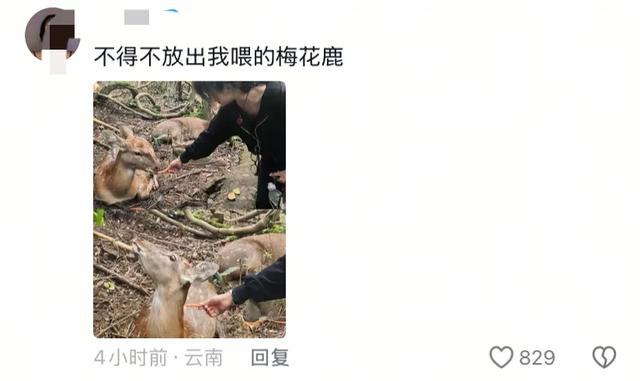 笑麻了！国庆的动物们都吃出工伤了！一看评论区动物们都EMO 了