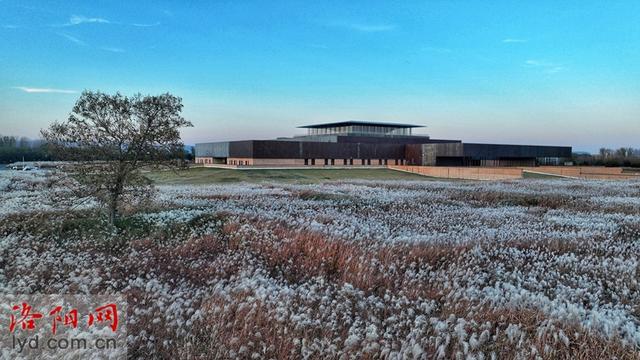 二里头夏都遗址博物馆周边芒草摇曳 冬日景色美如画