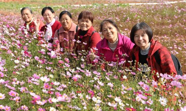 格桑花、紫花风铃木、雪白油茶花……肇庆这里太美了！