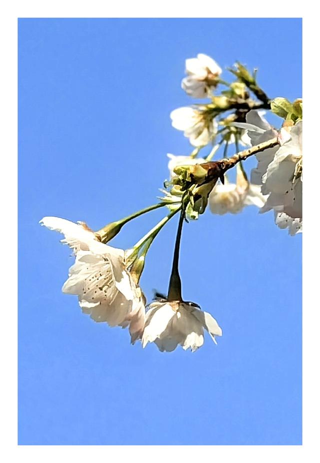 【夏云】早春三月，樱你而美——静安雕塑公园赏花记